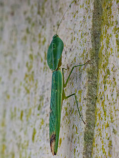 Choeradodis rhombicollis in Ecuador seen at Los Cedros Choeradodis rhombicollis,Ecuador,Fall,Geotagged,Peruvian shield mantis
