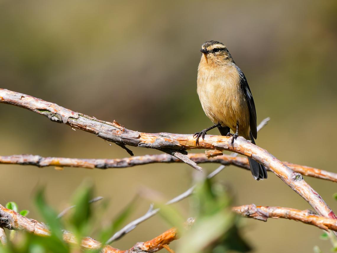 Cinereous Conebill in Ecuador  Cinereous Conebill,Conirostrum cinereum,Ecuador,Geotagged,Spring